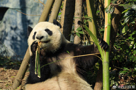 七彩配黑白！四川大熊猫有了新邻居