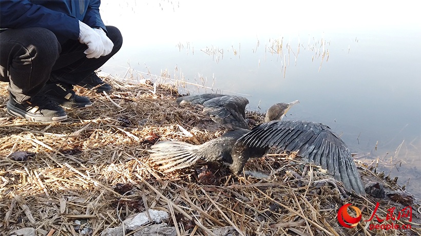 新春走基层丨为候鸟“站岗” 新春走基层丨为候鸟“站岗”