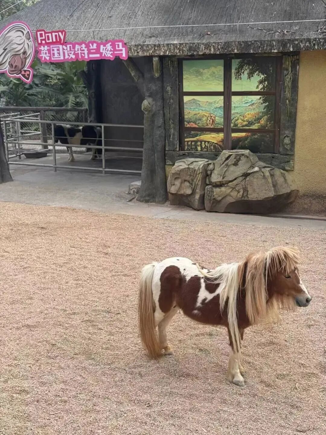 马年想养“小马宝莉”？律师：存在安全风险