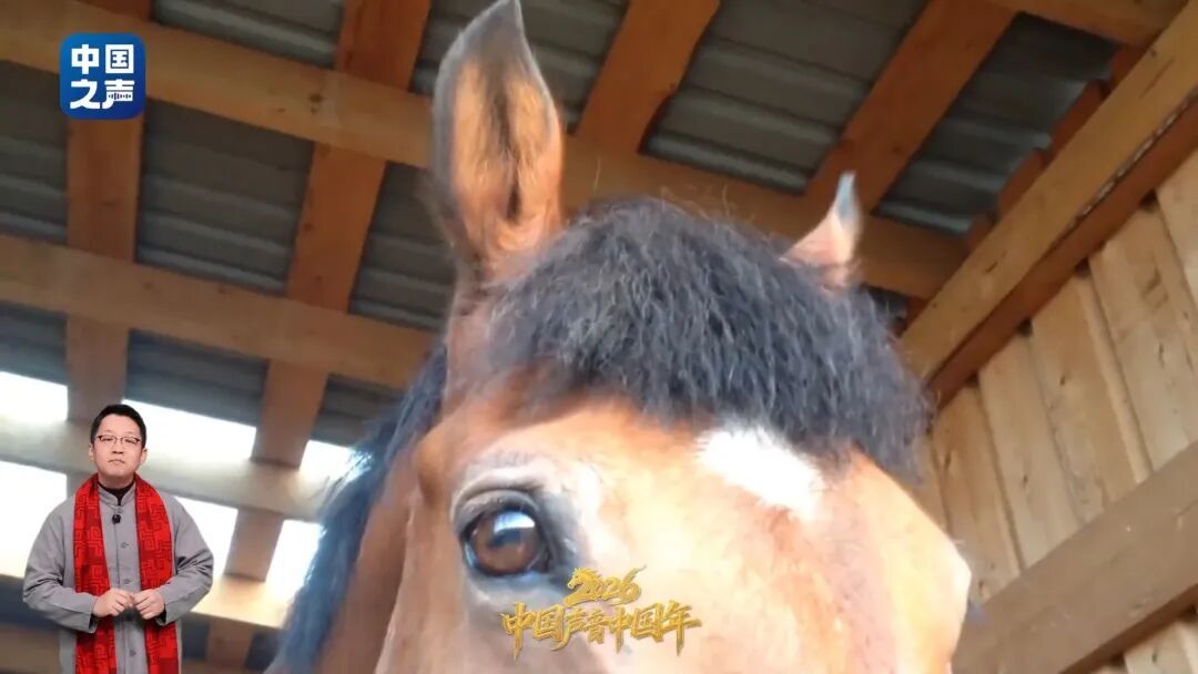 马年“热知识”！修马蹄时，马会疼吗？揭秘→