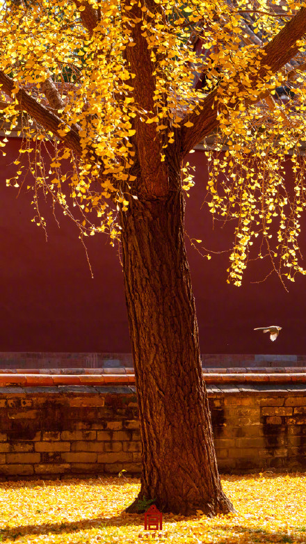 转存！故宫壁纸又上新了