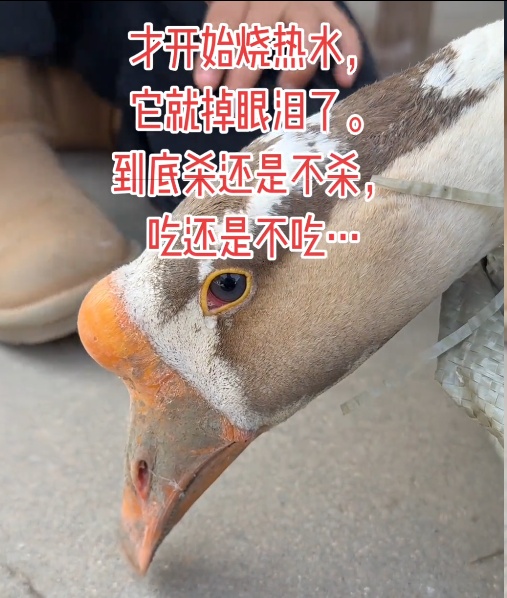 待宰大鹅流泪，网友喊话求放过，主人称吓得“不敢吃了”，专家：鹅具有更发达的泪腺