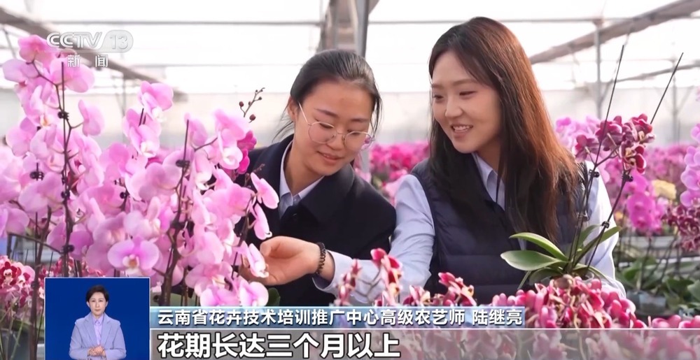 过敏人士如何安全选购年宵花?专家支招 过敏人士如何安全选购年宵花?专家支招