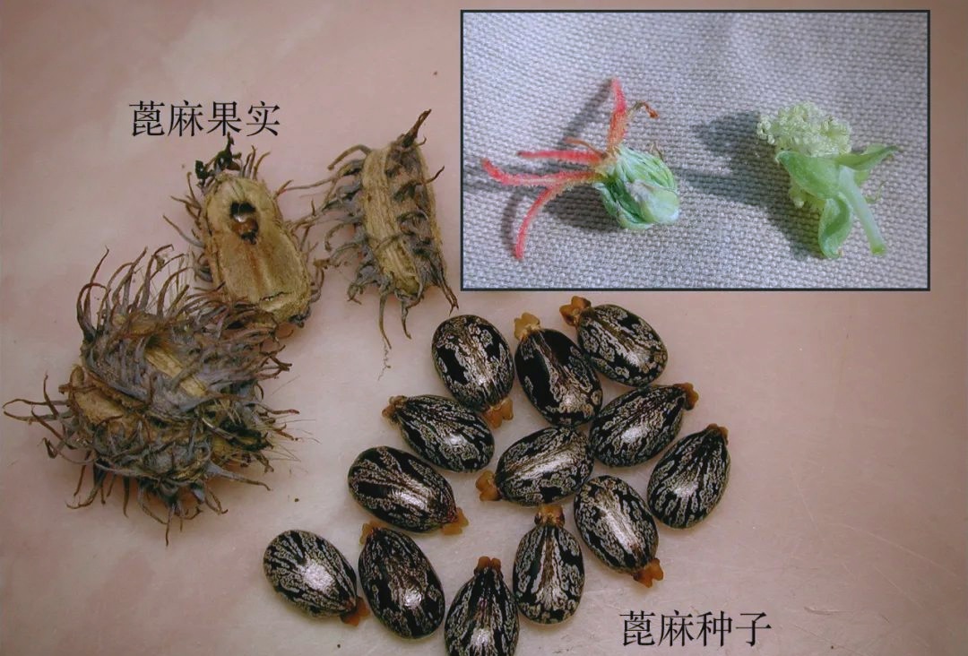 吃药材粉末能治骨折?大伯吞下一大勺,险些丧命!医生紧急提醒 吃药材粉末能治骨折?大伯吞下一大勺,险些丧命!医生紧急提醒