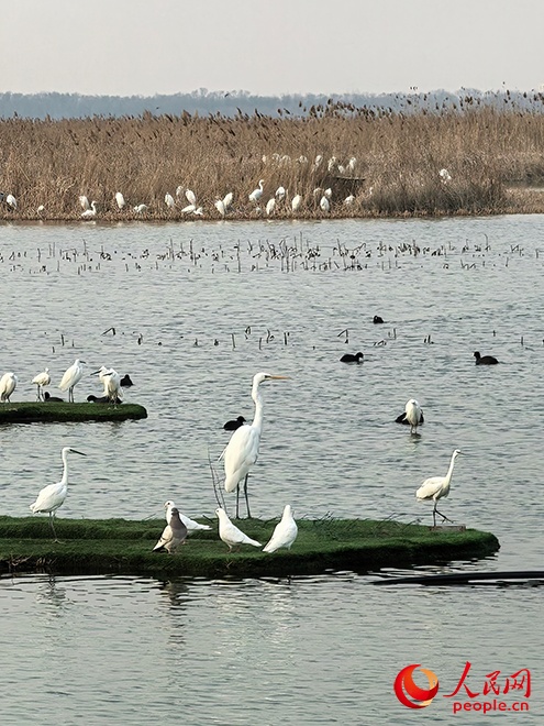 新春走基层丨为候鸟“站岗” 新春走基层丨为候鸟“站岗”