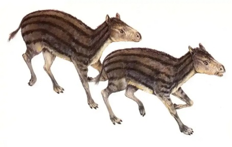 马年“热知识”！修马蹄时，马会疼吗？揭秘→