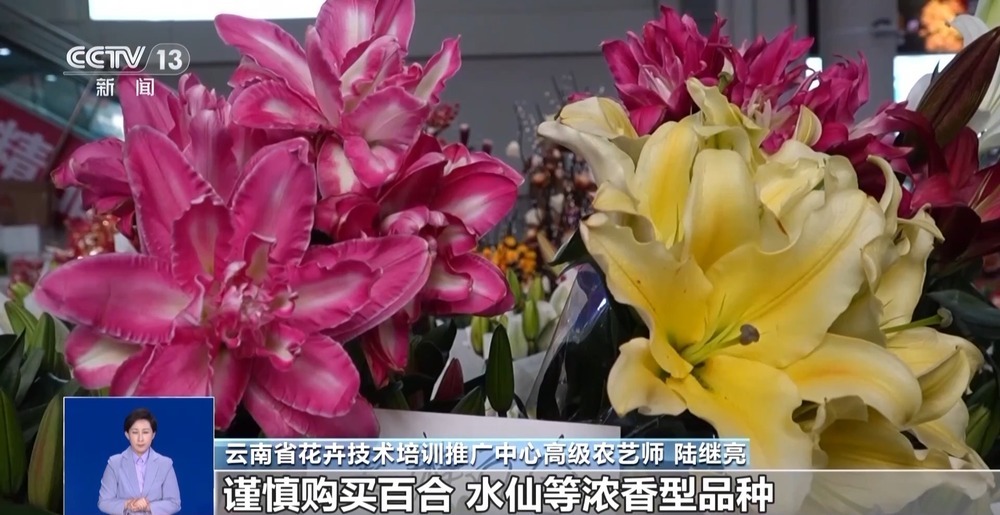 过敏人士如何安全选购年宵花?专家支招 过敏人士如何安全选购年宵花?专家支招