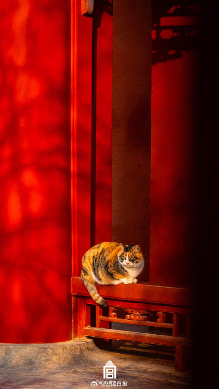 故宫中国红壁纸上新