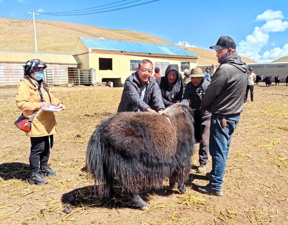 “牛博士”来了，牛犊“全部存活，而且长得壮实”！