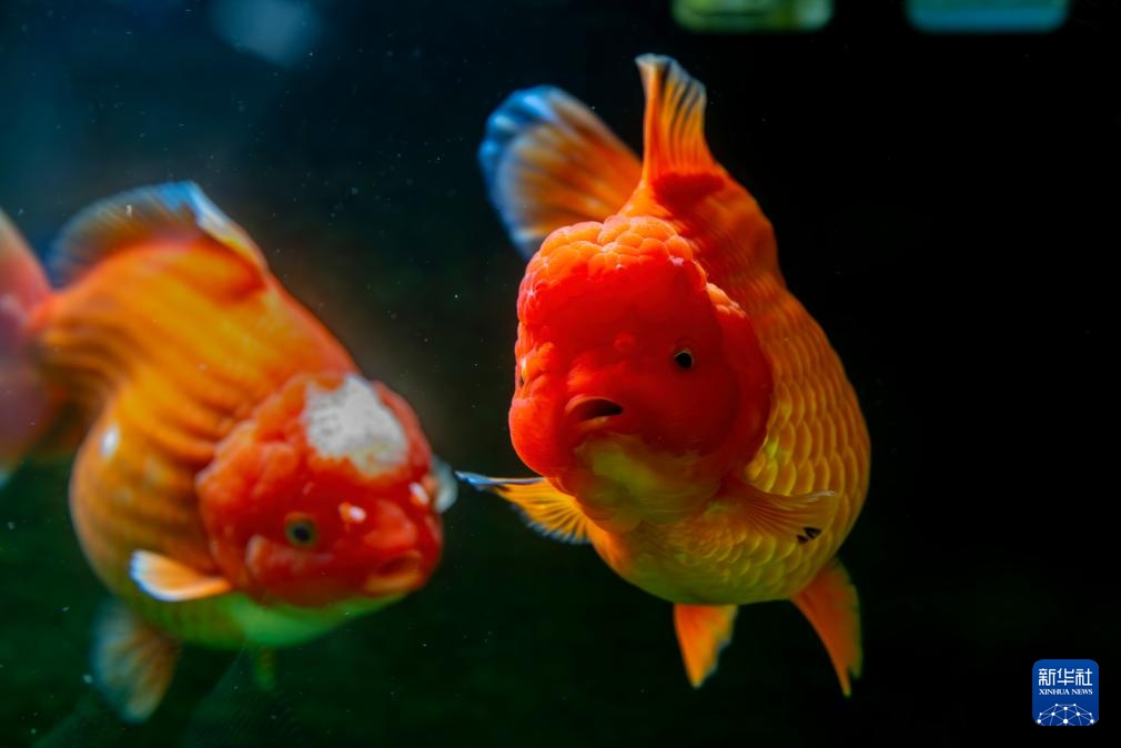 福州：福“鱼”贺新春