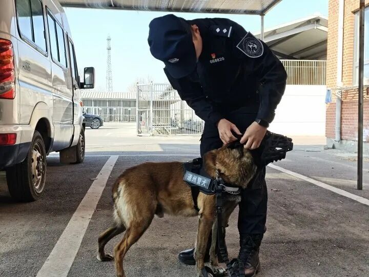警犬“海盗”的最后一班春节岗 警犬“海盗”的最后一班春节岗