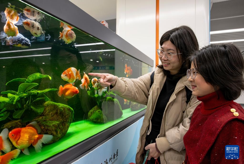 福州：福“鱼”贺新春