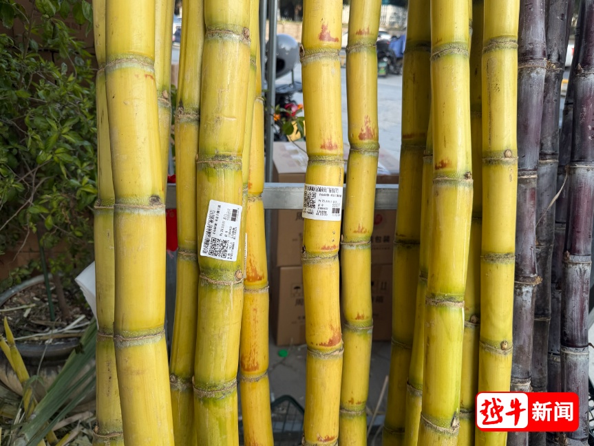 一根甘蔗87元?!男子称付完钱才反应过来,已退款! 一根甘蔗87元?!男子称付完钱才反应过来,已退款!