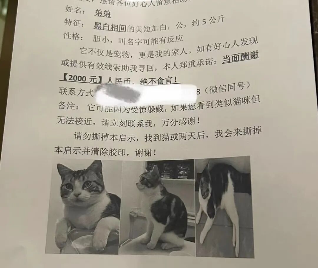 11岁女孩扔完垃圾,顺便找到悬赏2000元的走失猫咪 11岁女孩扔完垃圾,顺便找到悬赏2000元的走失猫咪