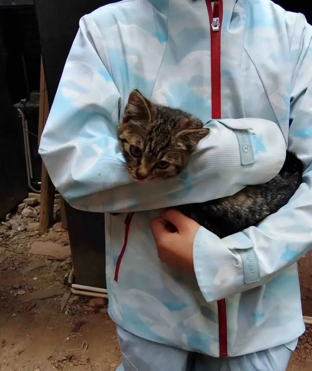 11岁女孩扔完垃圾,顺便找到悬赏2000元的走失猫咪 11岁女孩扔完垃圾,顺便找到悬赏2000元的走失猫咪