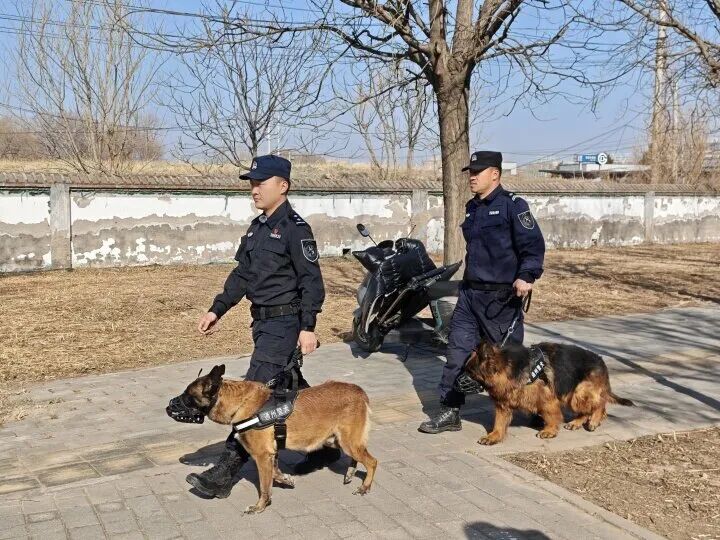 警犬“海盗”的最后一班春节岗 警犬“海盗”的最后一班春节岗