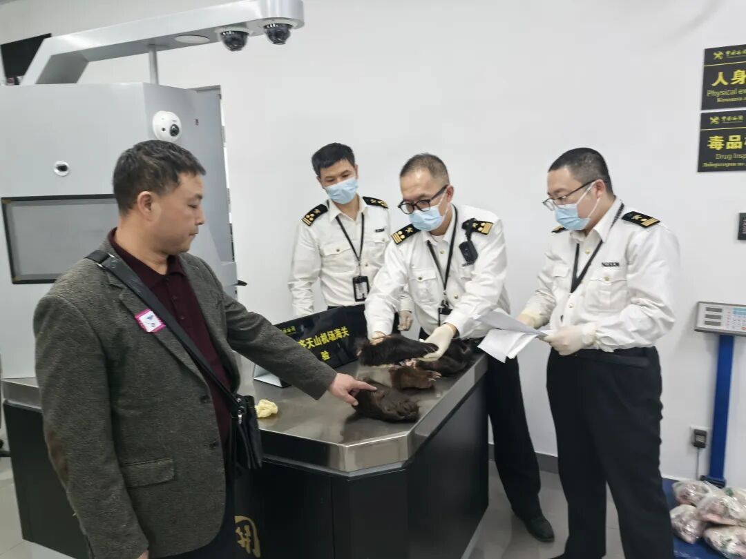 一件行李,5枚熊掌、7.8公斤其他动物组织,被海关当场查获 一件行李,5枚熊掌、7.8公斤其他动物组织,被海关当场查获