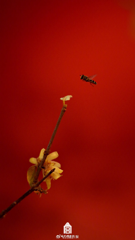 故宫中国红壁纸上新