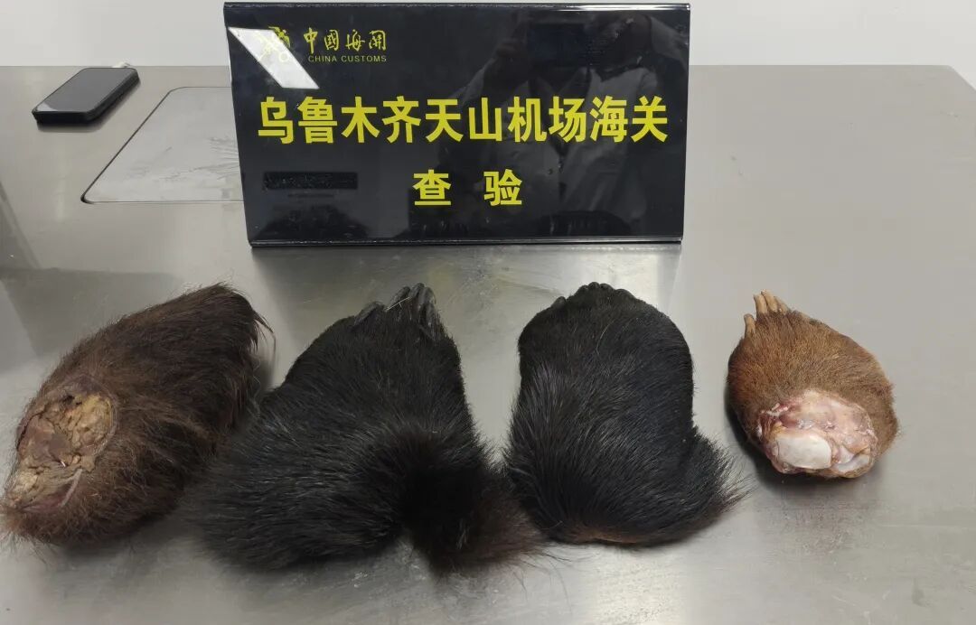 一件行李,5枚熊掌、7.8公斤其他动物组织,被海关当场查获 一件行李,5枚熊掌、7.8公斤其他动物组织,被海关当场查获