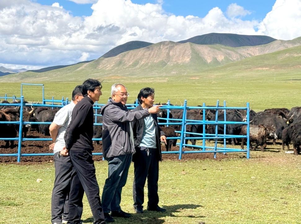 “牛博士”来了，牛犊“全部存活，而且长得壮实”！