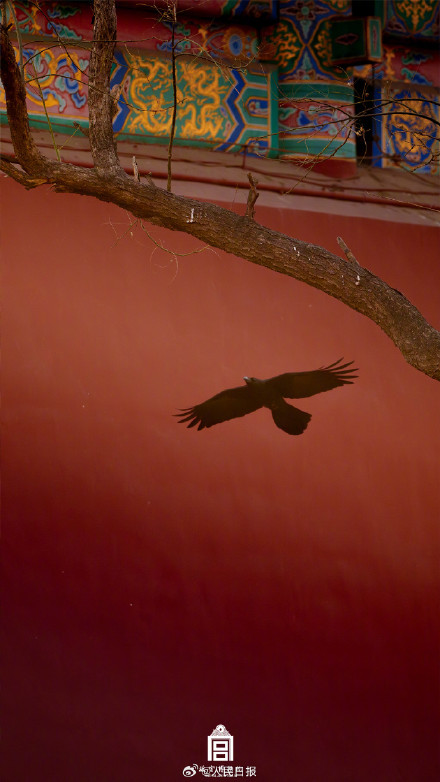 故宫中国红壁纸上新