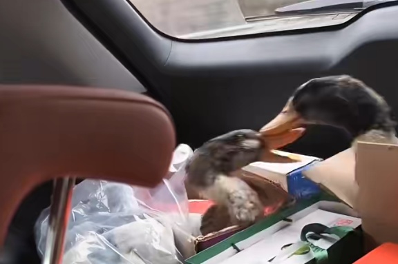 “后备箱里两只鸭子打起来了”!医生:别光顾着笑 “后备箱里两只鸭子打起来了”!医生:别光顾着笑