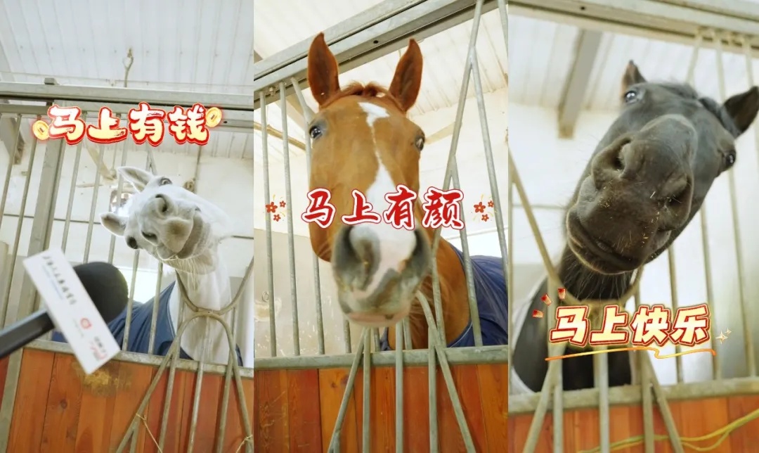 做好美甲、积极干饭,百万身价的赛马这样过春节 | 沪上寻马记 做好美甲、积极干饭,百万身价的赛马这样过春节 | 沪上寻马记