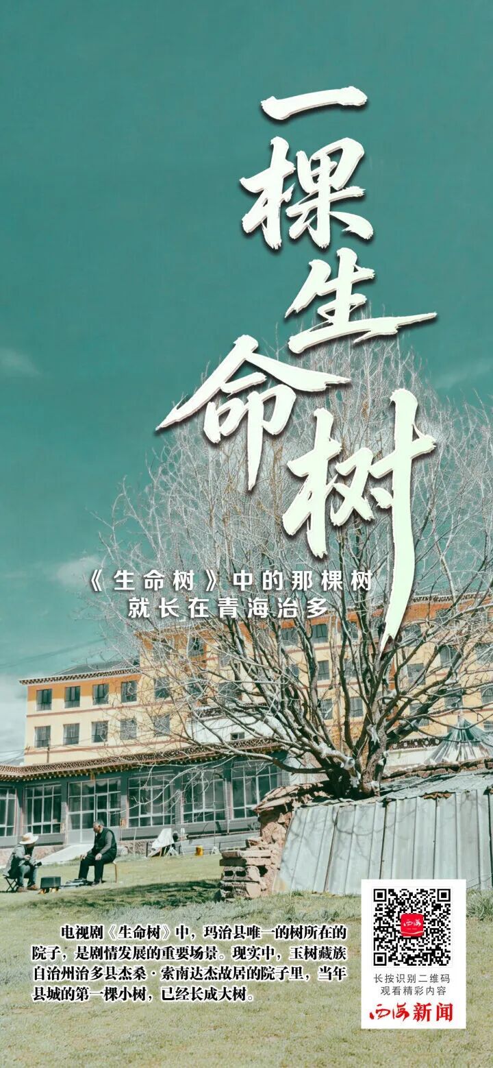 《生命树》中的那棵树,长在青海治多 《生命树》中的那棵树,长在青海治多