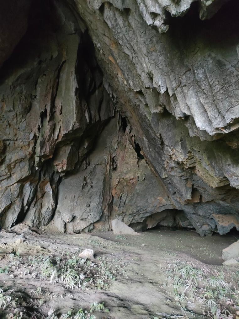 贵州乌江上游发现洞穴鱼类新物种“纳雍盲高原鳅” 贵州乌江上游发现洞穴鱼类新物种“纳雍盲高原鳅”