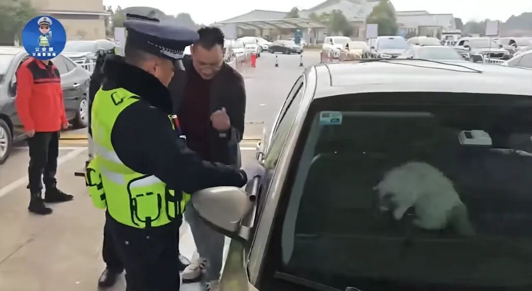 男子驾车返乡途中被猫锁在车外！求助交警百般尝试无果后，猫给打开了......