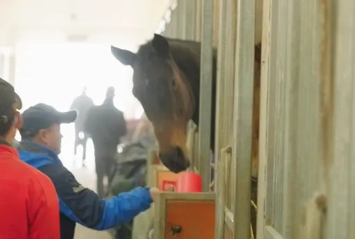 做好美甲、积极干饭,百万身价的赛马这样过春节 | 沪上寻马记 做好美甲、积极干饭,百万身价的赛马这样过春节 | 沪上寻马记