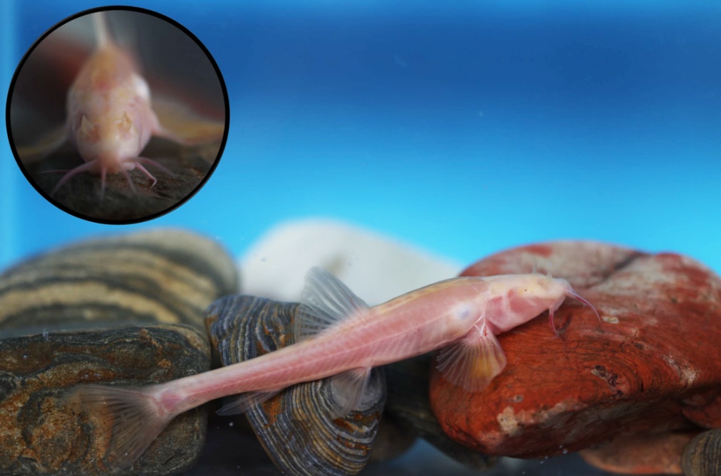 贵州乌江上游发现洞穴鱼类新物种“纳雍盲高原鳅” 贵州乌江上游发现洞穴鱼类新物种“纳雍盲高原鳅”