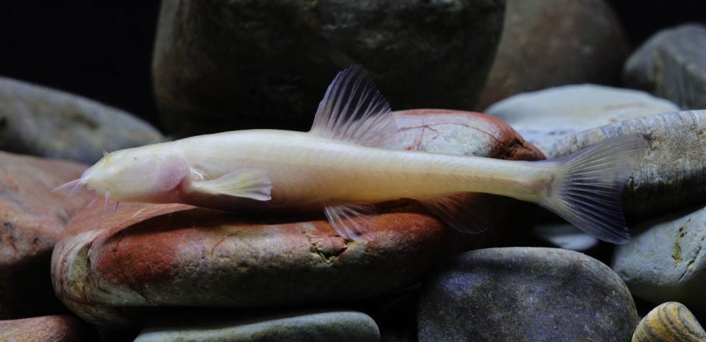 贵州乌江上游发现洞穴鱼类新物种“纳雍盲高原鳅” 贵州乌江上游发现洞穴鱼类新物种“纳雍盲高原鳅”