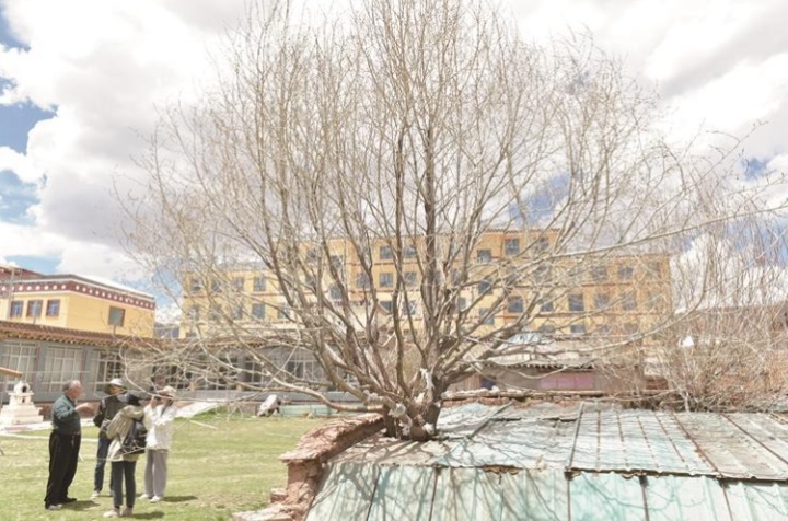 《生命树》中的那棵树,长在青海治多 《生命树》中的那棵树,长在青海治多