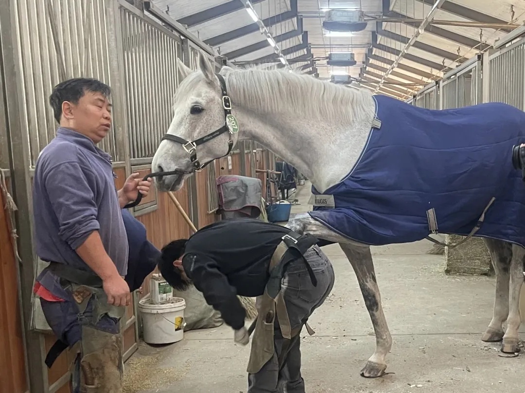 做好美甲、积极干饭,百万身价的赛马这样过春节 | 沪上寻马记 做好美甲、积极干饭,百万身价的赛马这样过春节 | 沪上寻马记