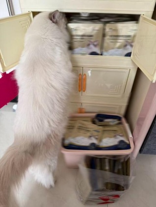 春节将至，年轻人狂囤猫粮、考卷和电影