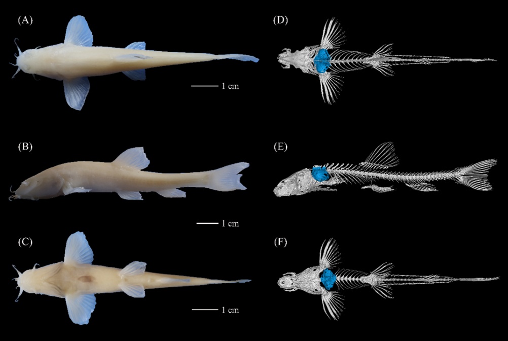 贵州乌江上游发现洞穴鱼类新物种“纳雍盲高原鳅” 贵州乌江上游发现洞穴鱼类新物种“纳雍盲高原鳅”