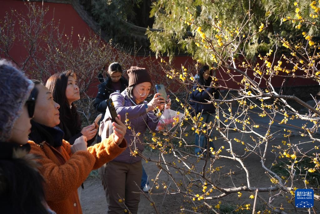 北京：卧佛寺蜡梅花香引蜂来
