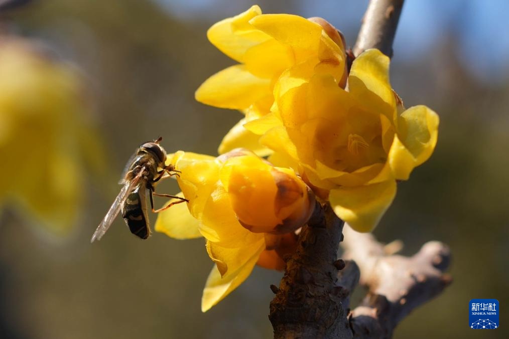 北京：卧佛寺蜡梅花香引蜂来