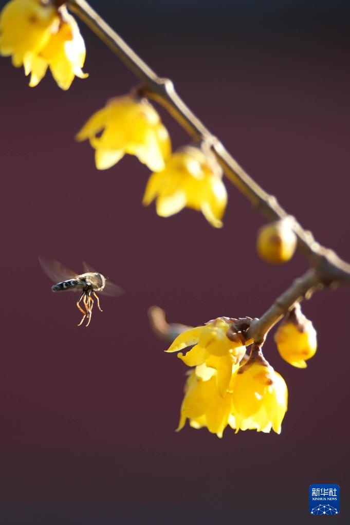 北京：卧佛寺蜡梅花香引蜂来