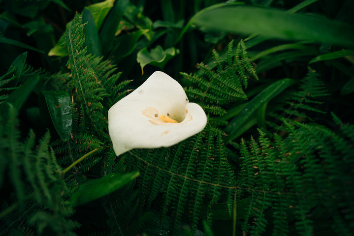 马年到！一起来认识“马姓”植物