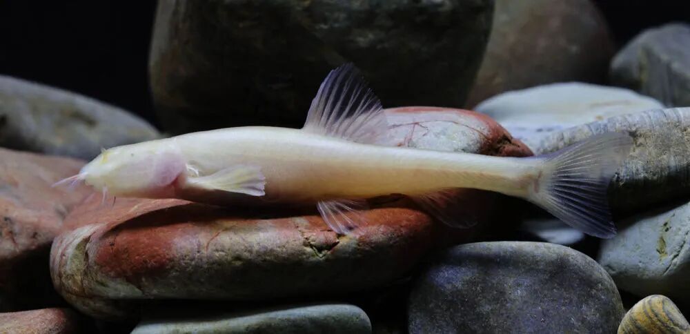 “纳雍盲高原鳅” ,被发现了! “纳雍盲高原鳅” ,被发现了!