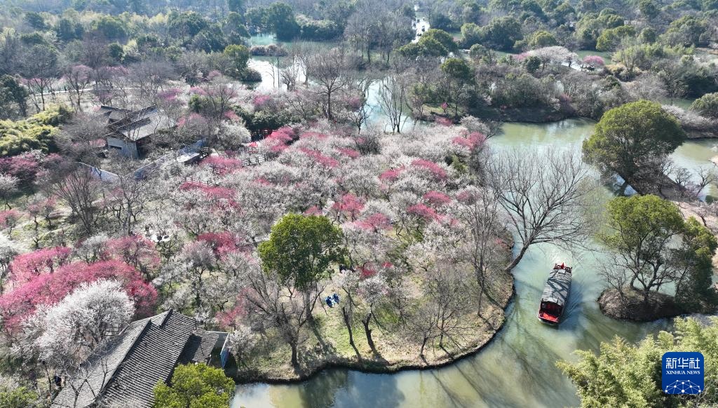 西溪湿地:梅花盛放 西溪湿地:梅花盛放