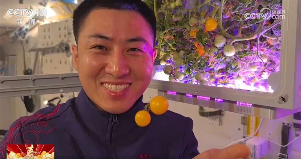 想不到吧?太空番茄长势喜人迎来丰收季 “天宫菜园”永远值得期待! 想不到吧?太空番茄长势喜人迎来丰收季 “天宫菜园”永远值得期待!