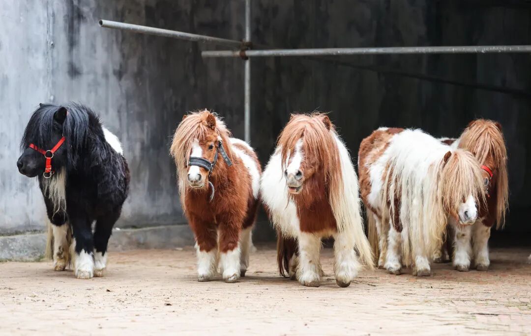 “新年餐”“大红包”安排上了！黔灵山公园动物欢乐闹新春