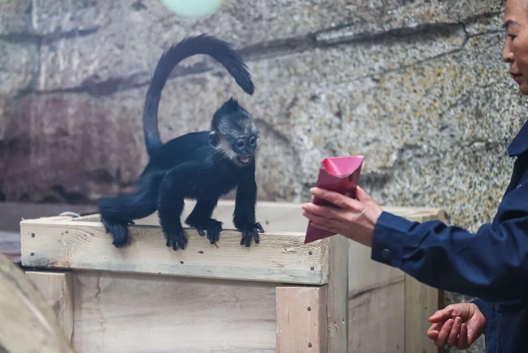 “新年餐”“大红包”安排上了！黔灵山公园动物欢乐闹新春