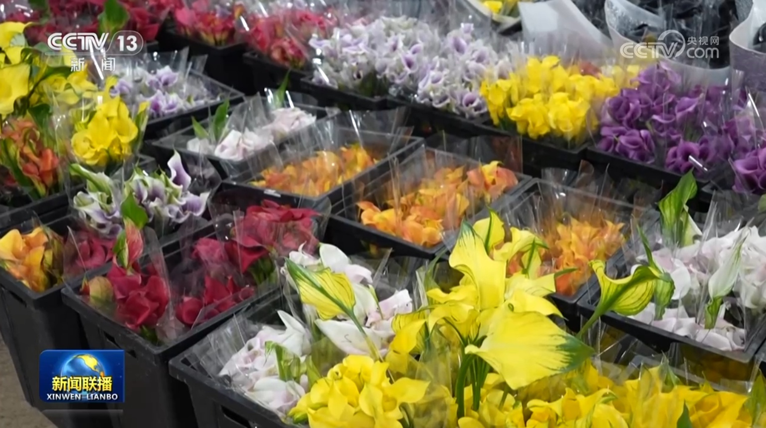 南北花市红火 年宵花点亮消费市场 南北花市红火 年宵花点亮消费市场