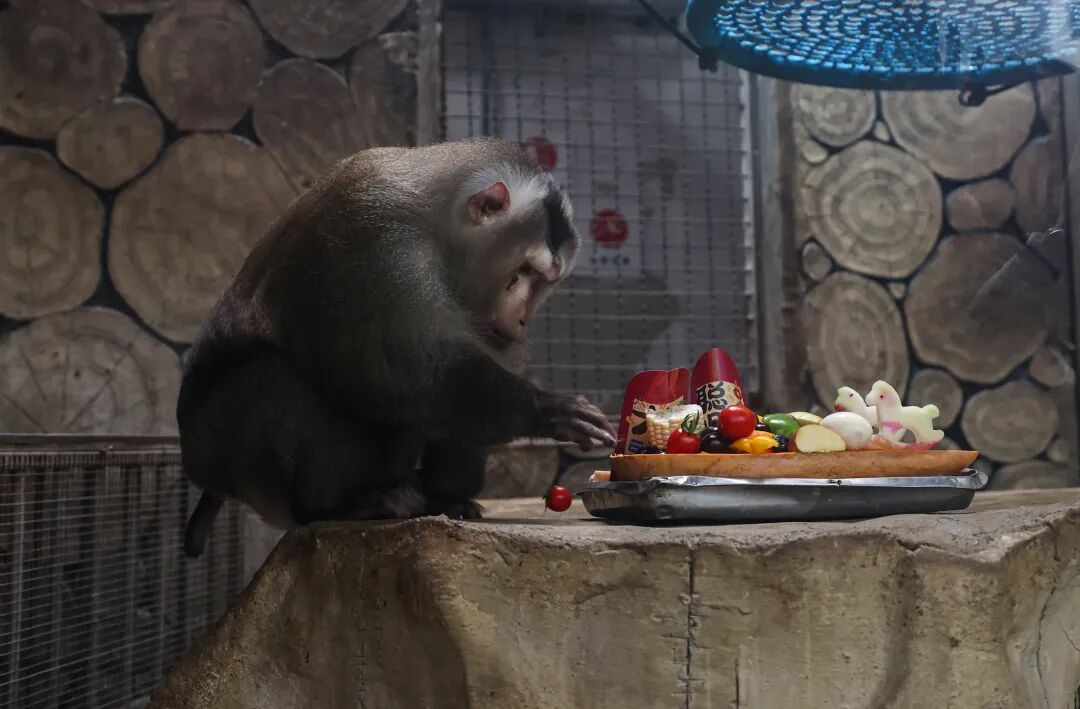 “新年餐”“大红包”安排上了！黔灵山公园动物欢乐闹新春