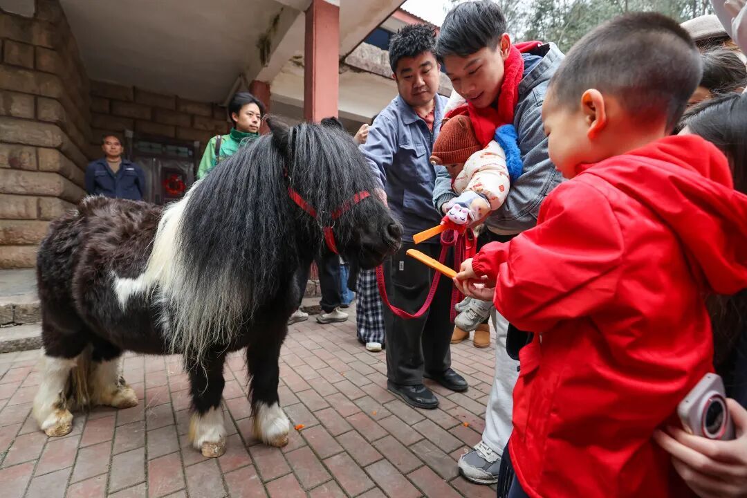 “新年餐”“大红包”安排上了！黔灵山公园动物欢乐闹新春