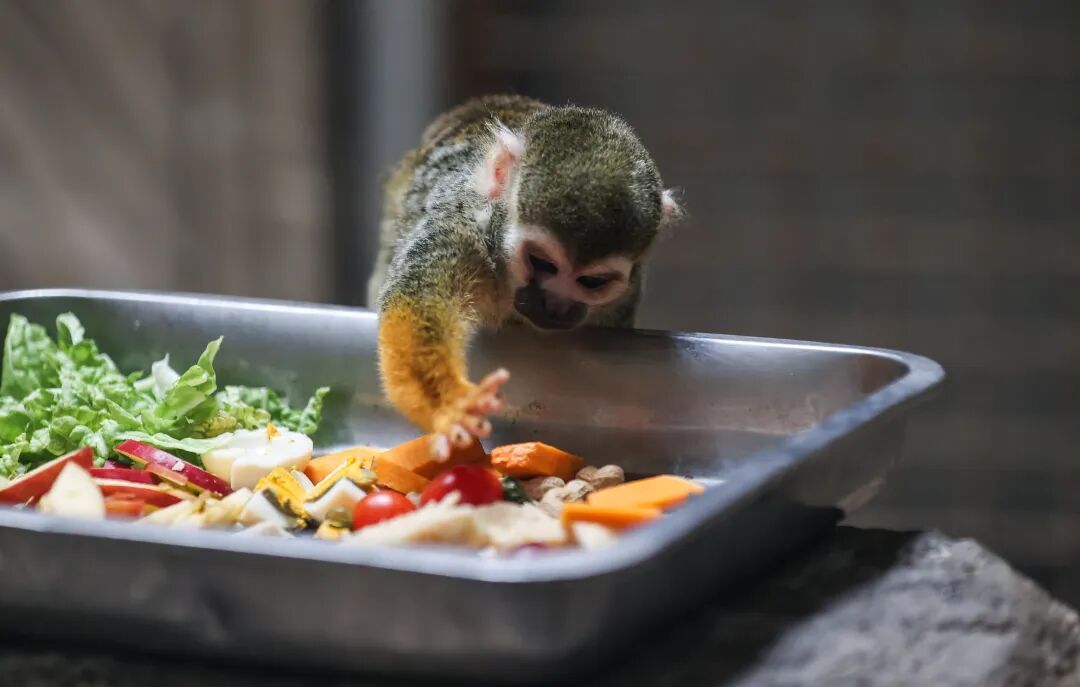 “新年餐”“大红包”安排上了！黔灵山公园动物欢乐闹新春